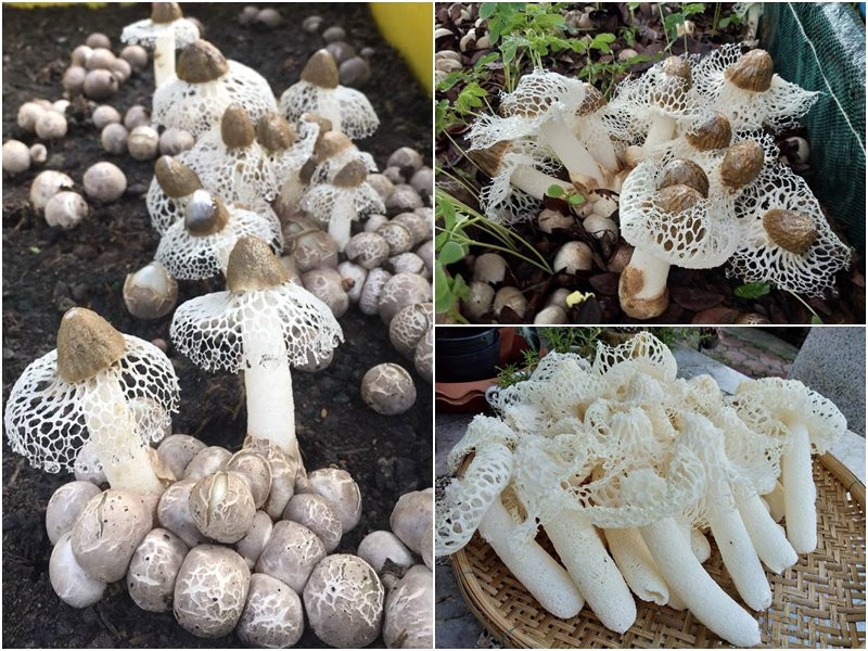 Bamboo mushroom