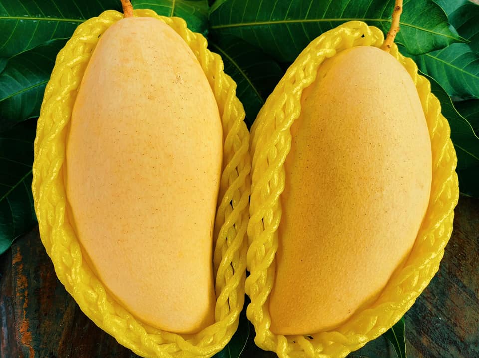 Mango,Num-dok-mai variety,ripe