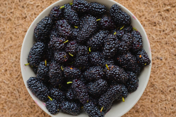 มัลเบอร์รี่ (หม่อน) 