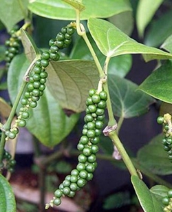 Pepper, young fruit