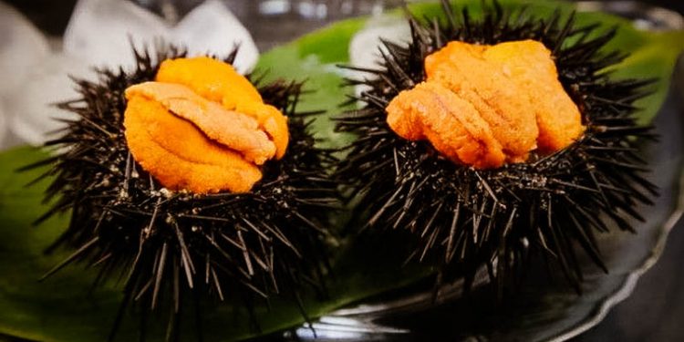 Sea urchin, Raw