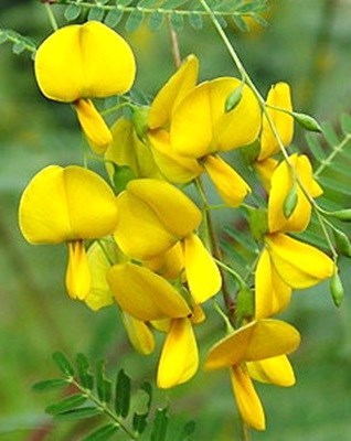 Sesbania,flower,yellow