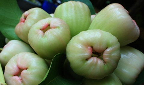 Water rose apple, green colour